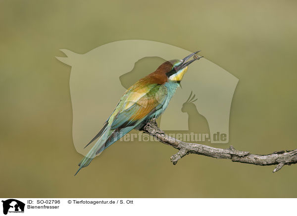 Bienenfresser / SO-02796
