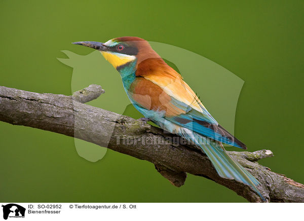 Bienenfresser / bee-eater / SO-02952