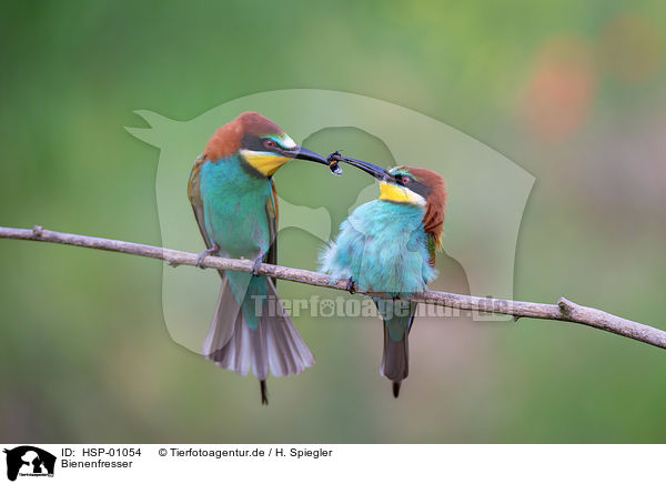 Bienenfresser / bee-eater / HSP-01054