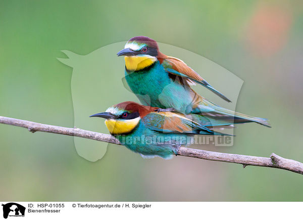 Bienenfresser / bee-eater / HSP-01055
