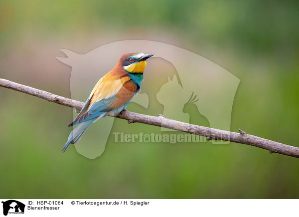 Bienenfresser / bee-eater / HSP-01064