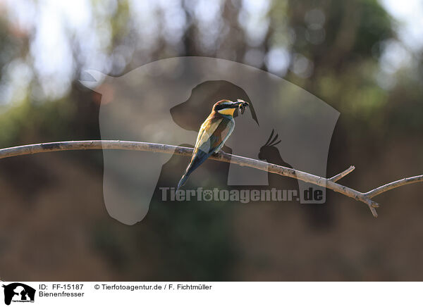 Bienenfresser / bee-eater / FF-15187