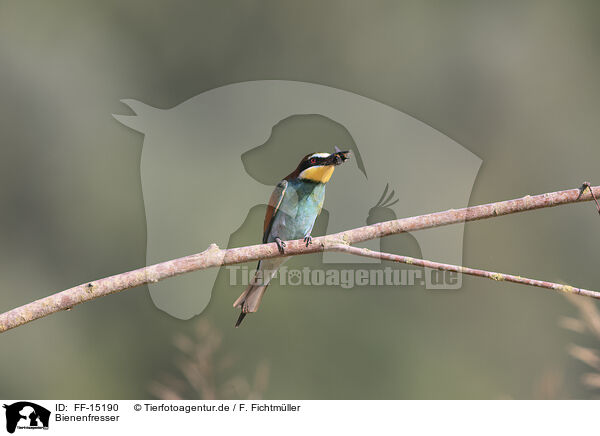 Bienenfresser / bee-eater / FF-15190