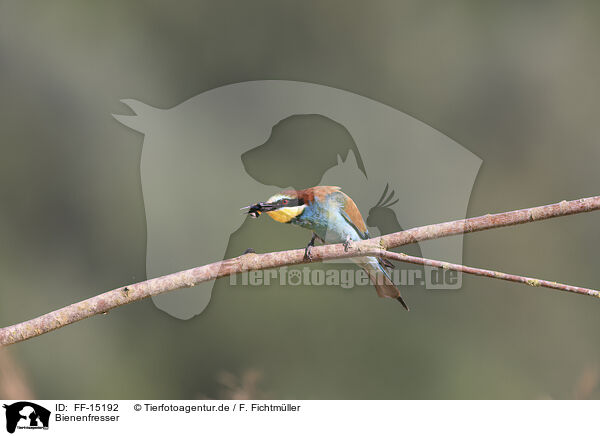 Bienenfresser / bee-eater / FF-15192