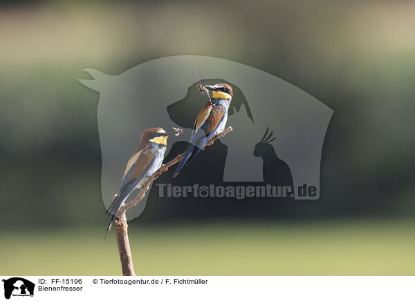 Bienenfresser / bee-eater / FF-15196