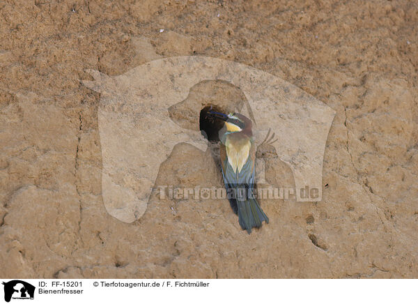 Bienenfresser / bee-eater / FF-15201