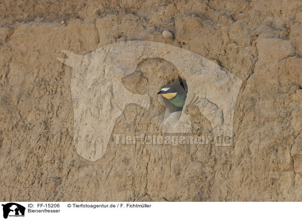 Bienenfresser / bee-eater / FF-15206