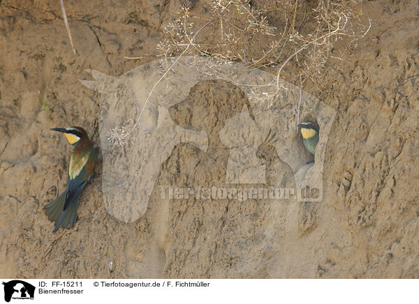 Bienenfresser / bee-eater / FF-15211