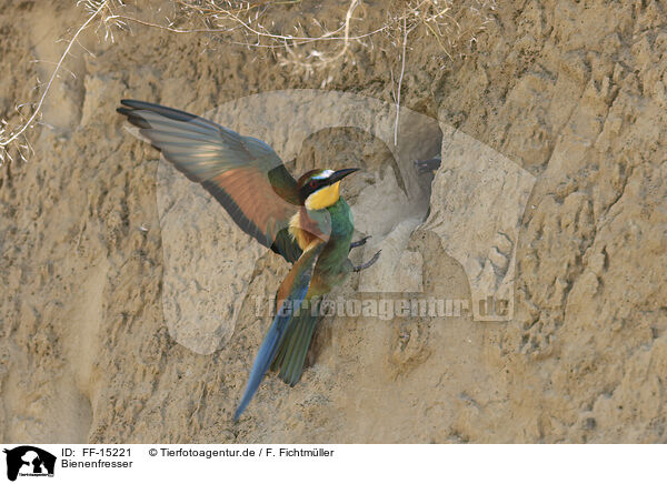Bienenfresser / bee-eater / FF-15221