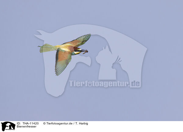 Bienenfresser / bee-eater / THA-11420