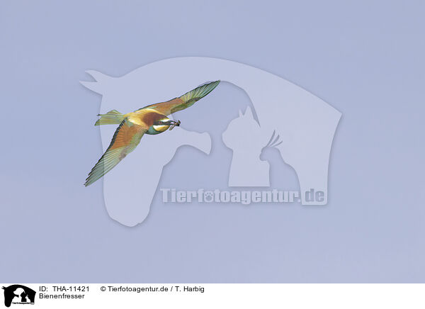 Bienenfresser / bee-eater / THA-11421