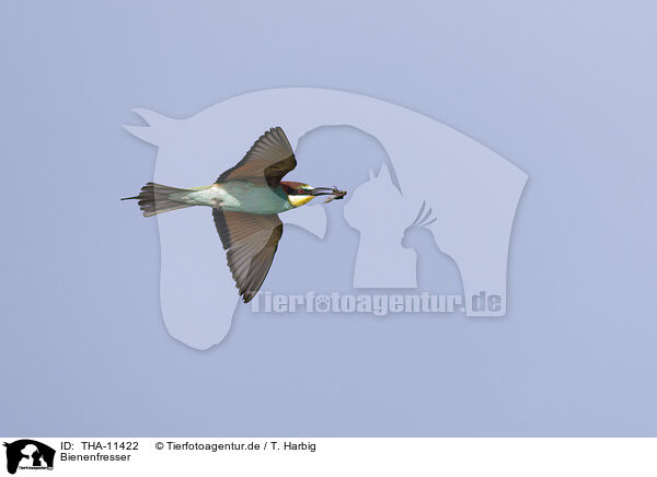 Bienenfresser / bee-eater / THA-11422