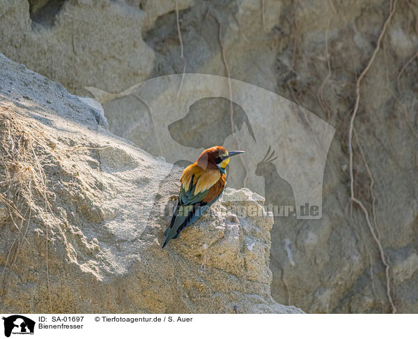Bienenfresser / bee-eater / SA-01697