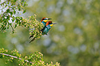 Bienenfresser