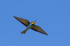 fliegender Bienenfresser