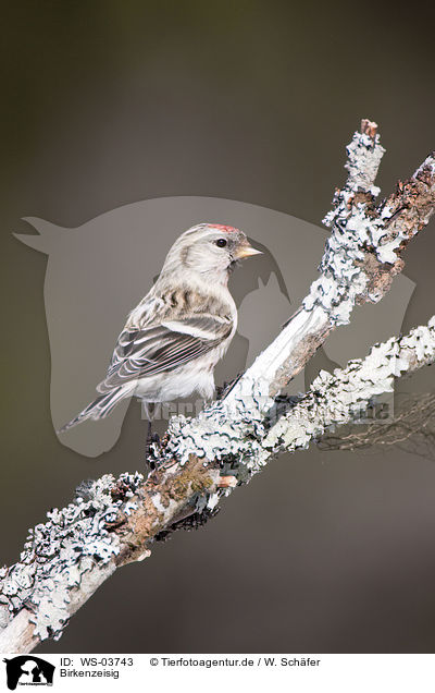 Birkenzeisig / common redpoll / WS-03743