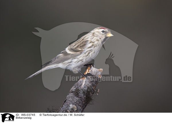 Birkenzeisig / common redpoll / WS-03745