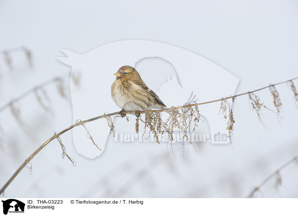 Birkenzeisig / common redpoll / THA-03223