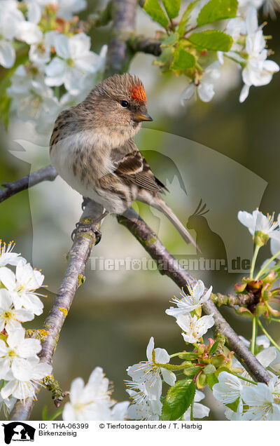 Birkenzeisig / common redpoll / THA-06399