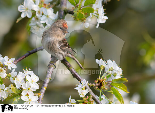 Birkenzeisig / common redpoll / THA-06400