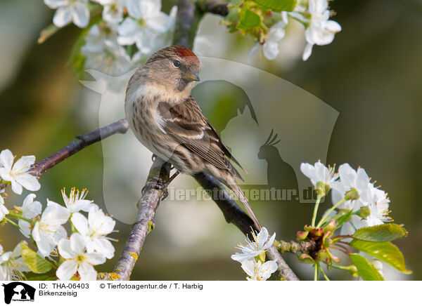 Birkenzeisig / common redpoll / THA-06403