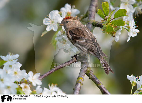 Birkenzeisig / common redpoll / THA-06405