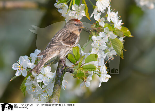 Birkenzeisig / common redpoll / THA-06406