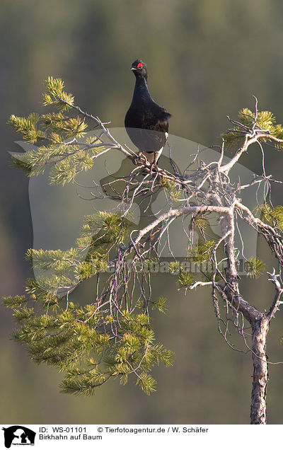 Birkhahn auf Baum / WS-01101