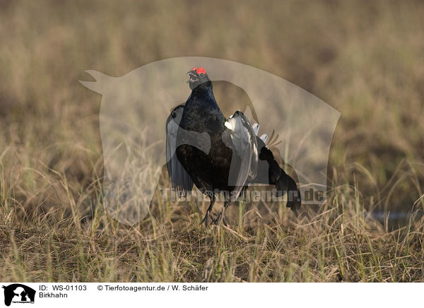Birkhahn / black grouse / WS-01103