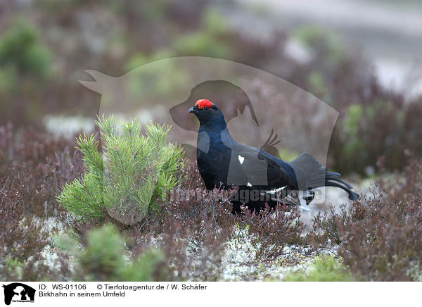 Birkhahn in seinem Umfeld / black grouse / WS-01106