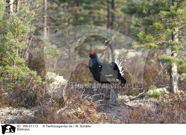 Birkhahn / black grouse / WS-01113