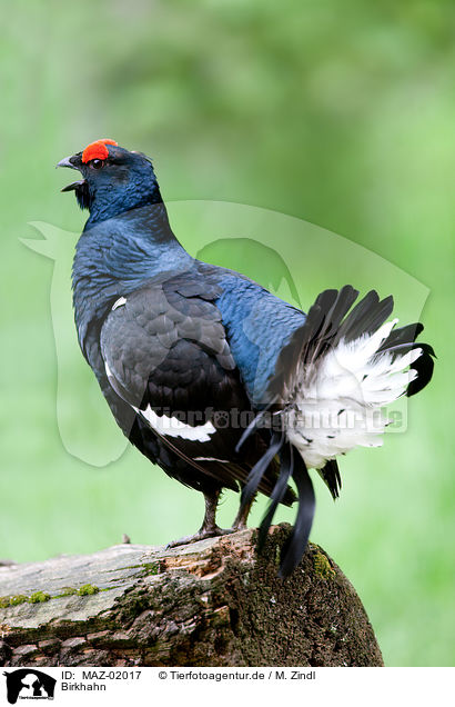 Birkhahn / male black grouse / MAZ-02017
