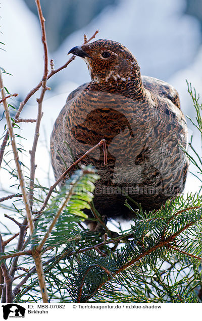 Birkhuhn / black grouse / MBS-07082