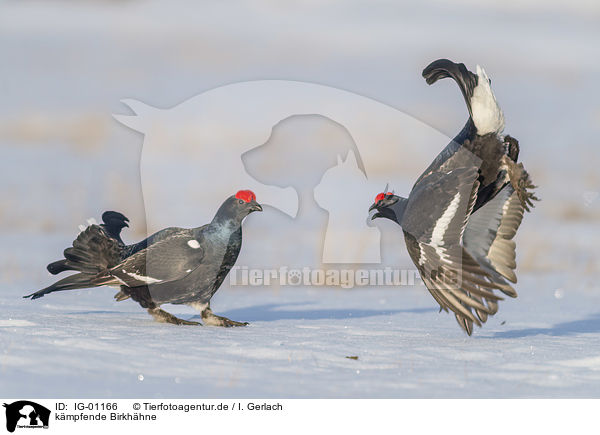kmpfende Birkhhne / IG-01166