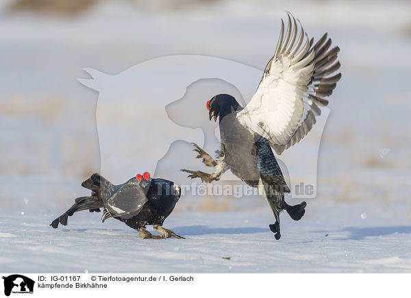 kmpfende Birkhhne / IG-01167
