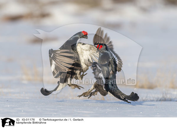 kmpfende Birkhhne / fighting Black grouse / IG-01176