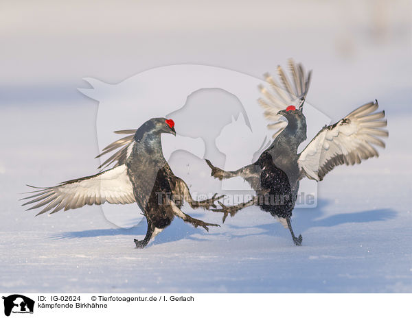 kmpfende Birkhhne / IG-02624