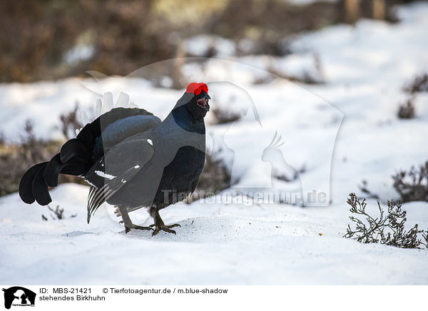 stehendes Birkhuhn / standing Blackgame / MBS-21421
