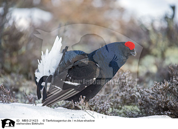 stehendes Birkhuhn / standing Blackgame / MBS-21423
