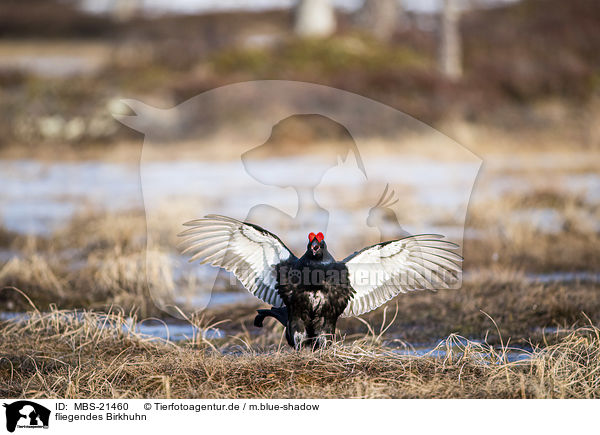 fliegendes Birkhuhn / flying Blackgame / MBS-21460