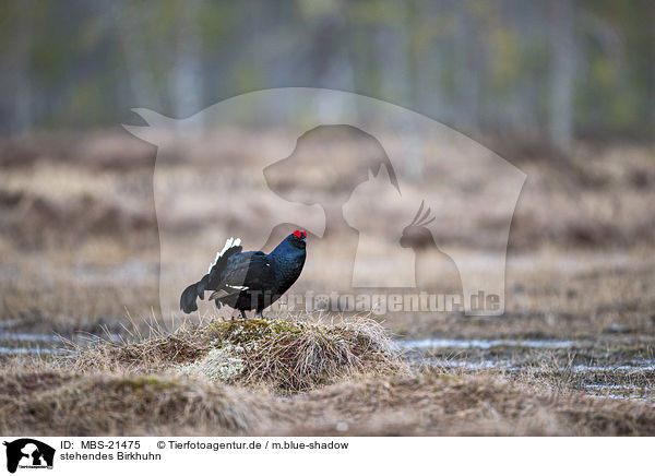 stehendes Birkhuhn / standing Blackgame / MBS-21475