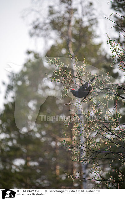 sitzendes Birkhuhn / sitting Blackgame / MBS-21490