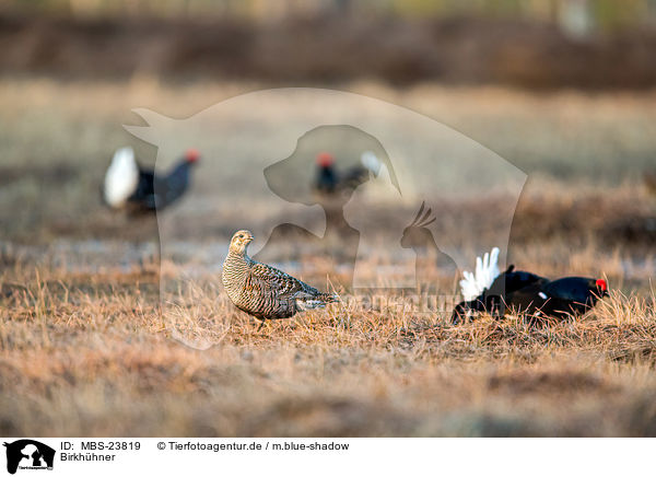 Birkhhner / black grouses / MBS-23819