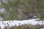 Birkhuhn