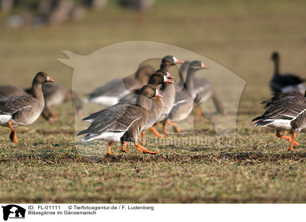 Blssgnse im Gnsemarsch / white-fronted geese in single file / FL-01111
