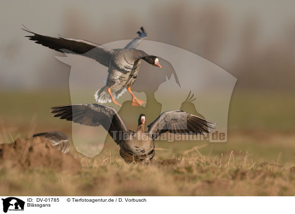 Blssgans / white-fronted goose / DV-01785