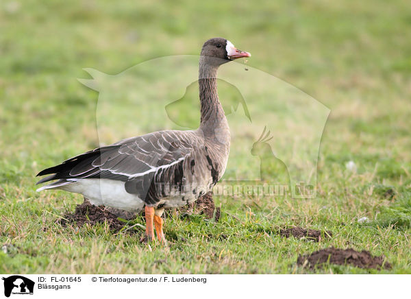 Blssgans / greater white-fronted goose / FL-01645