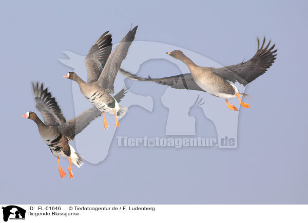 fliegende Blssgnse / flying greater white-fronted geese / FL-01646