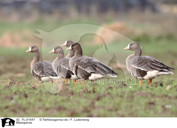 Blssgnse / greater white-fronted geese / FL-01647