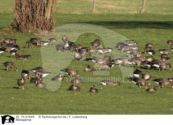 Blssgnse / greater white-fronted geese / FL-01649